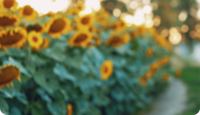 Незламні духом background